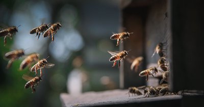 Πρόπολη: τι είναι το προϊόν